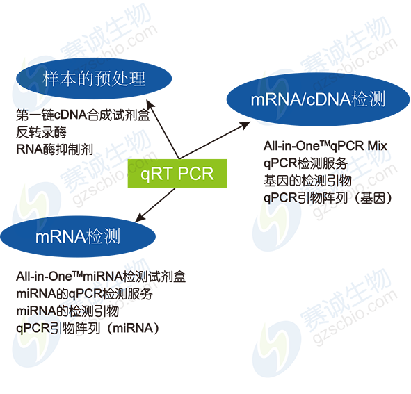 2 qRT-PCR加水印.png