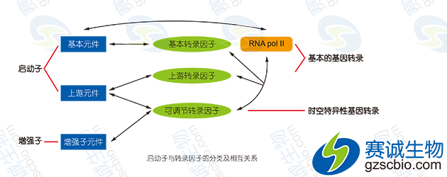 啟動(dòng)子與轉(zhuǎn)錄因子的分類(lèi)及相互關(guān)系