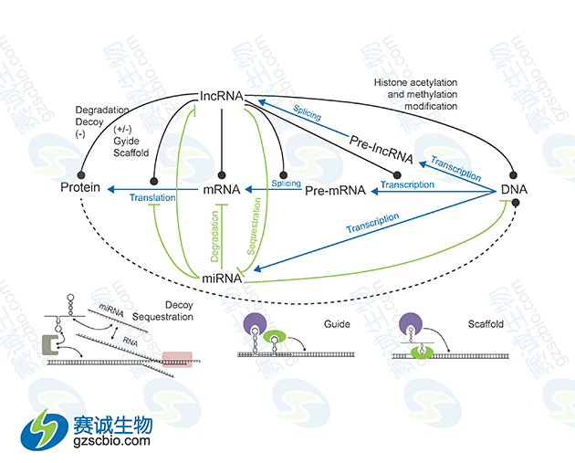 miRNA與lncRNA在基因表達調(diào)控中的相互關系