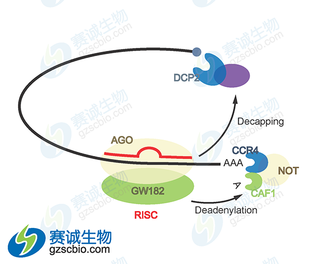 miRNA接到信使RNA降解