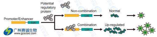 Luciferase研究增強(qiáng)子原理