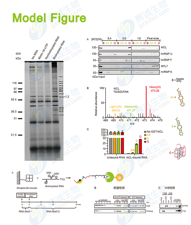 RNA Pull-down model figure