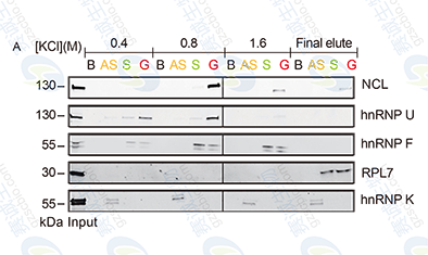 RNA Pull-down model figure A