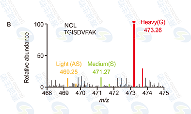 RNA Pull-down model figure B