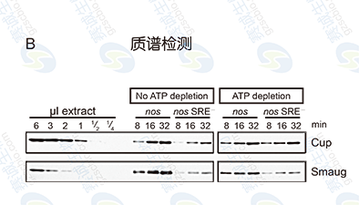 RNA Pull-down model figure S.B