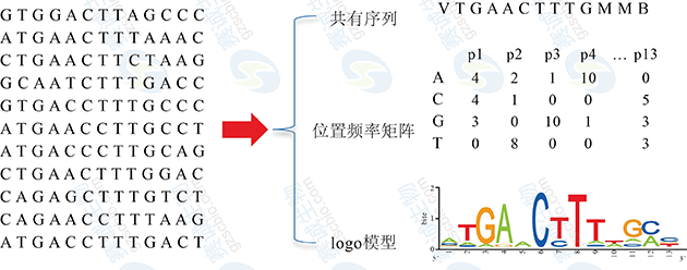 轉(zhuǎn)錄因子結(jié)合位點(diǎn)的表示