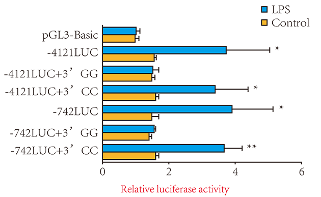 Luciferase分析調控位點