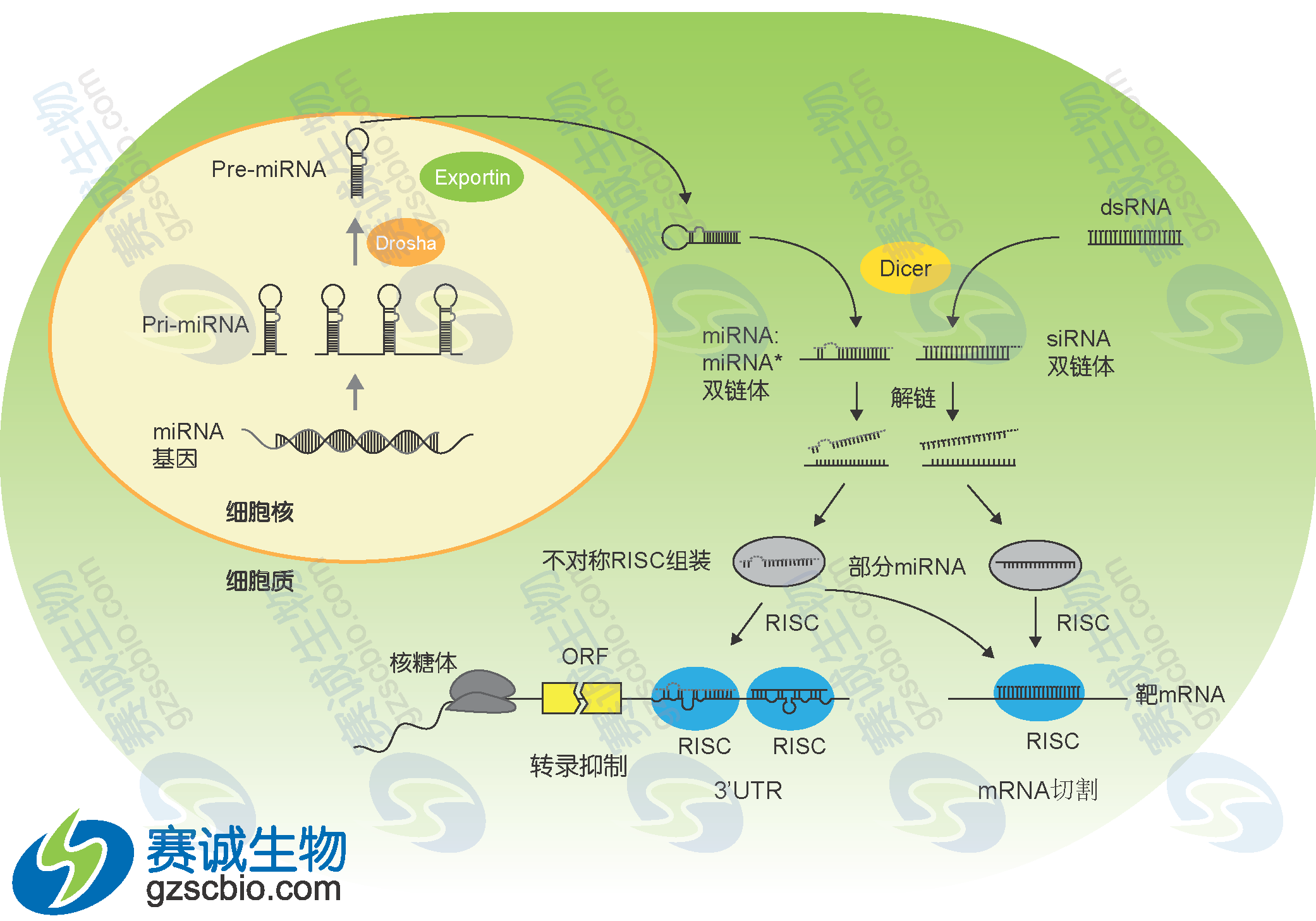 miRNA產(chǎn)生過程模式.png