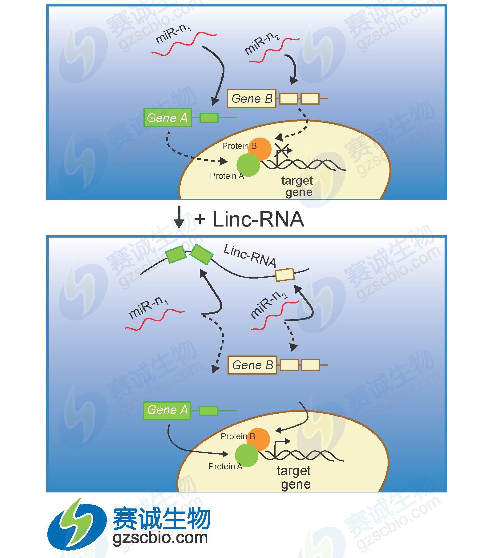 miRNA調控lncRNA.png