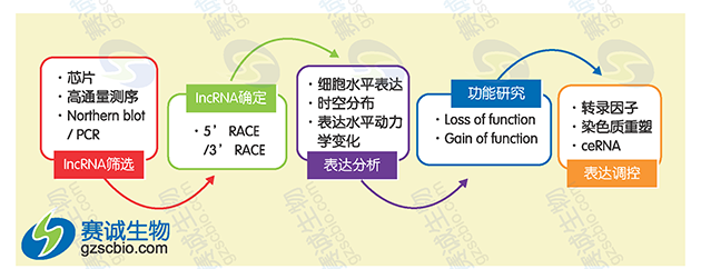 LncRNA的一般研究策略.png