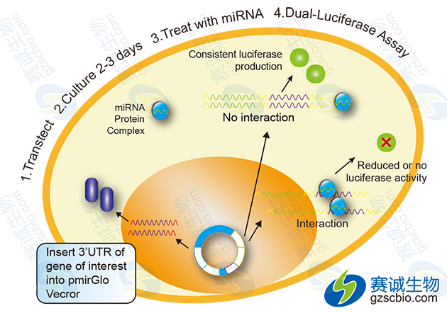 3’-UTR報(bào)告基因基本實(shí)驗(yàn)流程.png