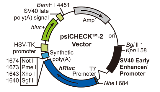 Luciferase常用載體.png