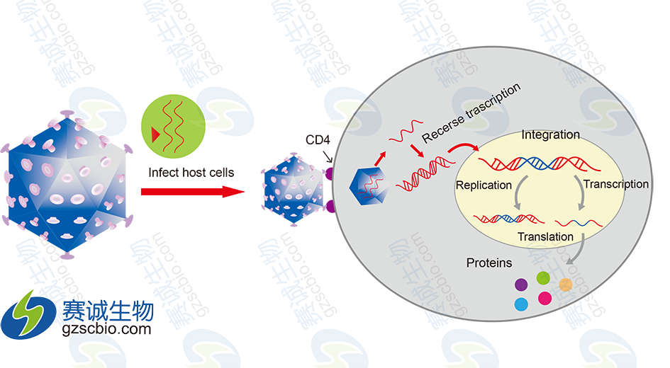 慢病毒感染宿主細(xì)胞原理圖加水印.png