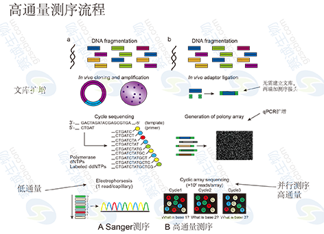 3 高通量測(cè)序分析.png