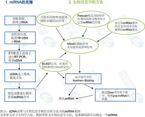 1 miRNA靶基因調(diào)控分析.png