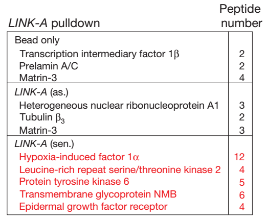 RNA pull-down.png