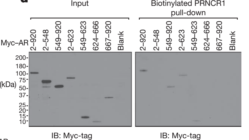 RNA pull-down.png