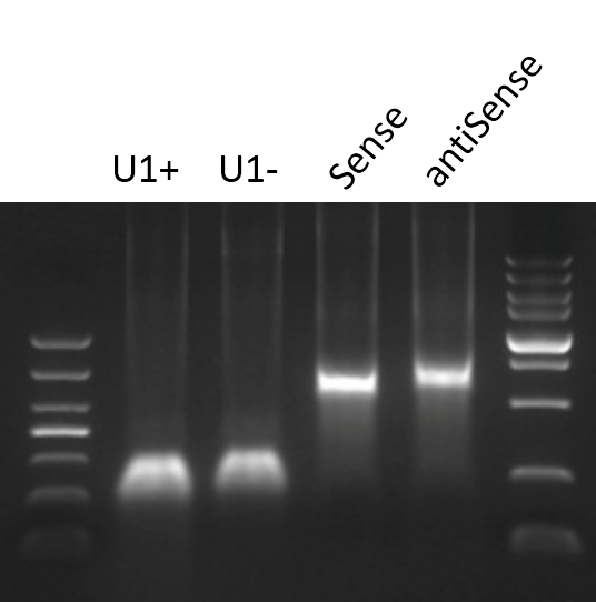 RNA pull-down探針跑膠圖.png