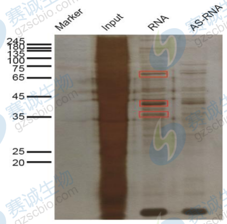 RNA pull-down銀染圖.png