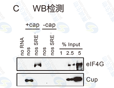 RNA pull-down的WB檢測.png