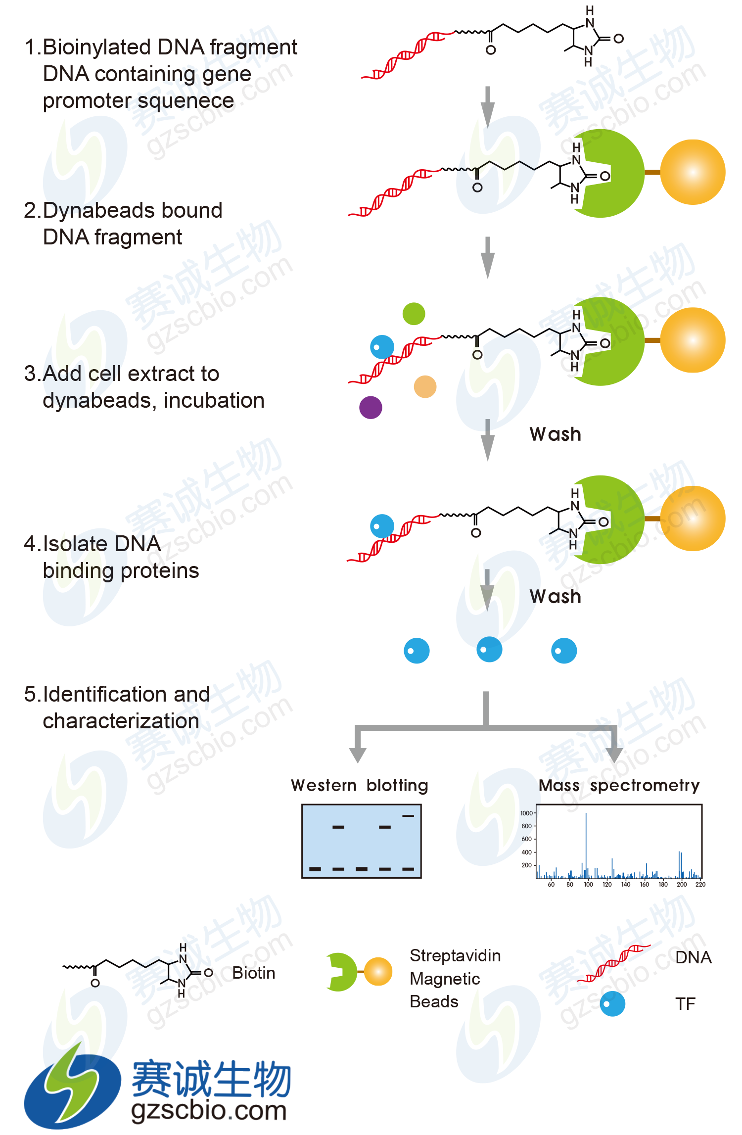 DNA pull-down原理流程.png