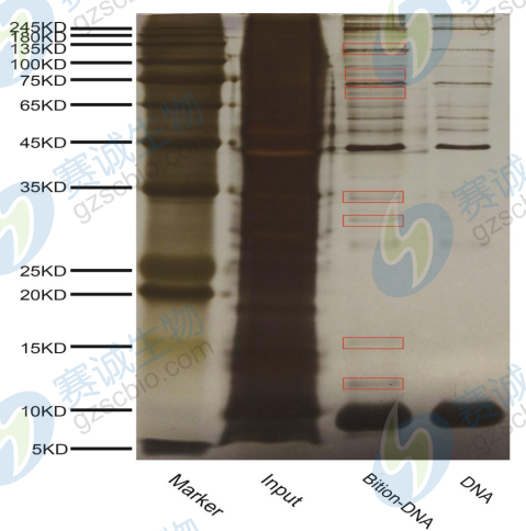 DNA pull-down銀染圖.png