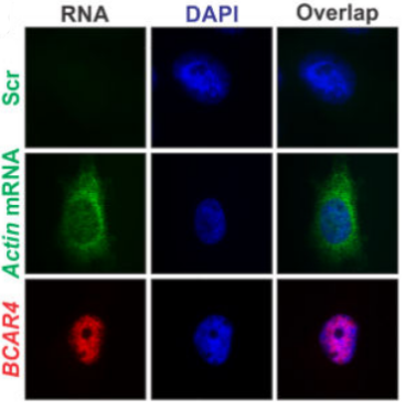 RNA FISH結(jié)果.png