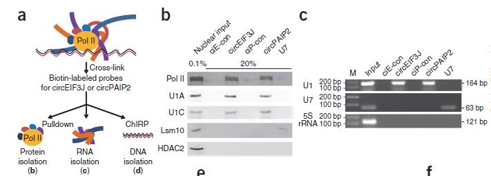 ChIRP-circRNA-Protein.jpg