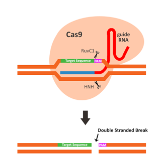 3.1.1CRISPR-Cas9組成.png