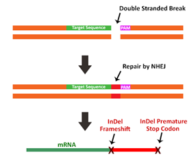 3.1.2CRISPR-Cas9作用機制①.png