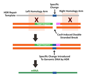 3.1.2CRISPR-Cas9作用機制②.png