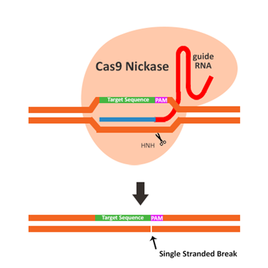 3.1.3不同的Cas9系統(tǒng)①.png