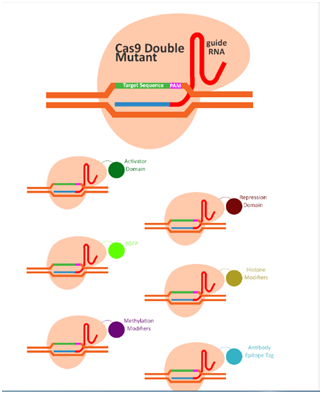 3.13不同的Cas9系統(tǒng)③.png