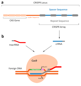 3.1CRISPR-Cas9系統(tǒng).png