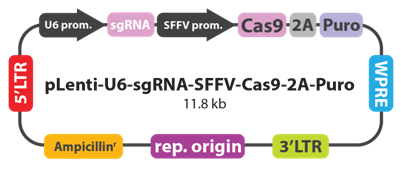 3.1.4CRISPR-Cas9基因敲除系統(tǒng)①.png