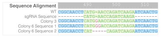 3.1.4CRISPR-Cas9基因敲除系統(tǒng)③.png