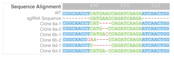 3.1.4CRISPR-Cas9基因敲除系統(tǒng)④.png