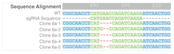 3.1.4CRISRP-Cas9基因敲除系統(tǒng)⑤.png