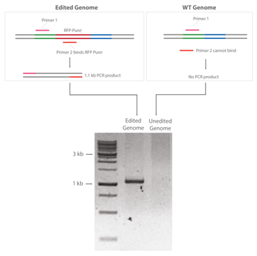 3.1.5CRISPR-Cas9基因敲入系統(tǒng)④.png