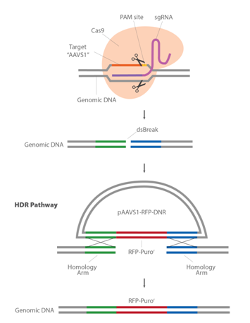 3.1.5CRISPR-Cas9基因敲入系統(tǒng)①.png