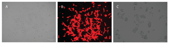 3.1.5CRISPR-Cas9基因敲入系統(tǒng)③.png