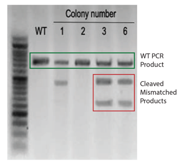 3.1.4CRISPR-Cas9基因敲除系統(tǒng)②.png